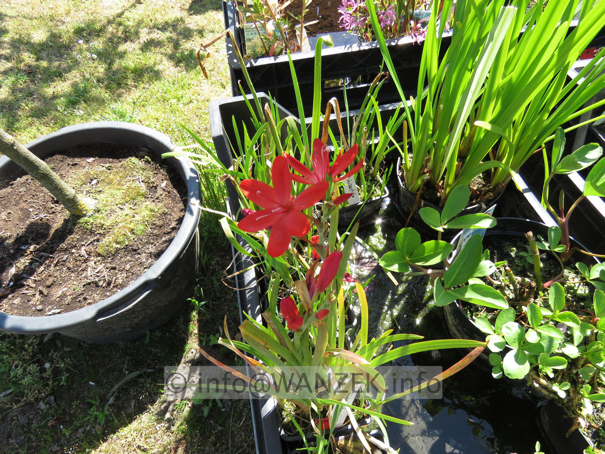 Schizostylis coccinea Mrs. Hegarty 02.JPG